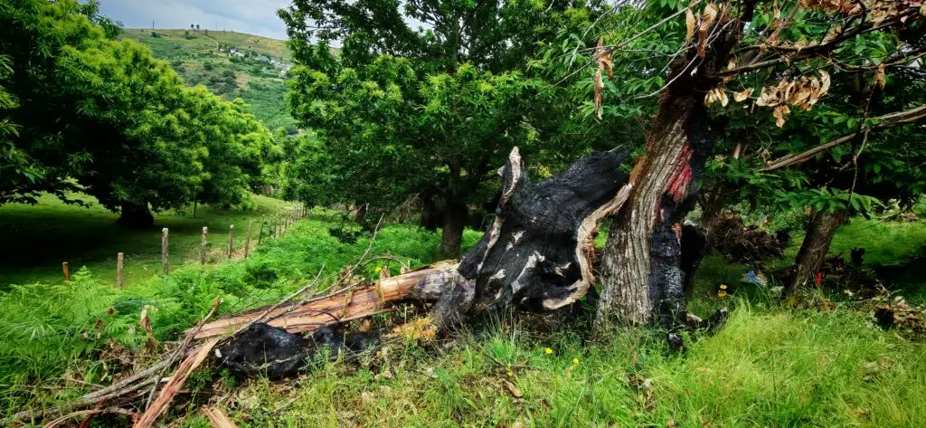 Castiñeiro caído e queimado no souto de Artesanía Enxebre en Valdeorras, coa madeira interior intacta tras os incendios