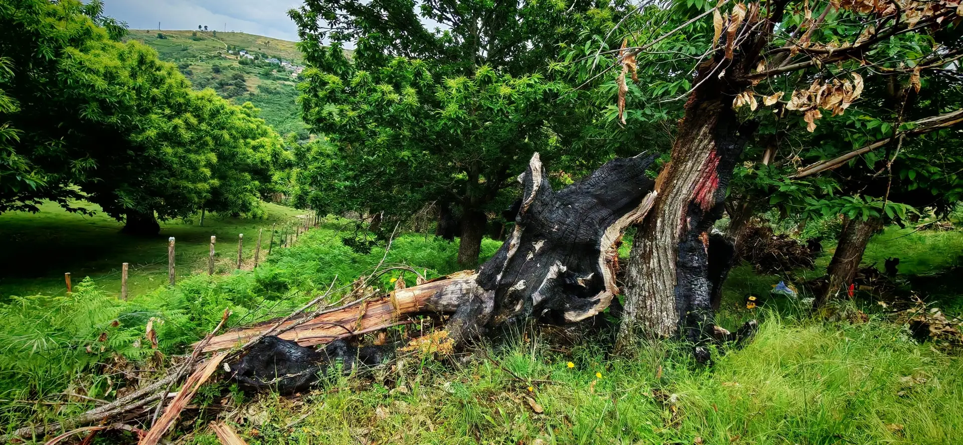 Castiñeiro caído e queimado no souto de Artesanía Enxebre en Valdeorras, coa madeira interior intacta tras os incendios