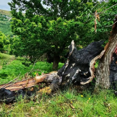 Castiñeiro caído e queimado no souto de Artesanía Enxebre en Valdeorras, coa madeira interior intacta tras os incendios