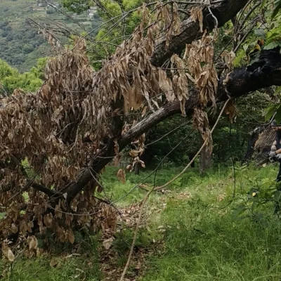 Ramas queimadas e caídas